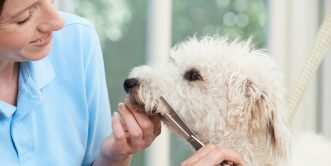Dog Grooming
