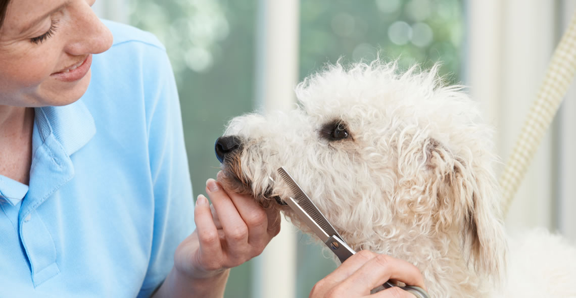 Dog Grooming