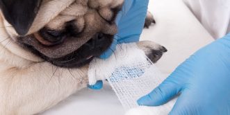Pet First Aid Certificate