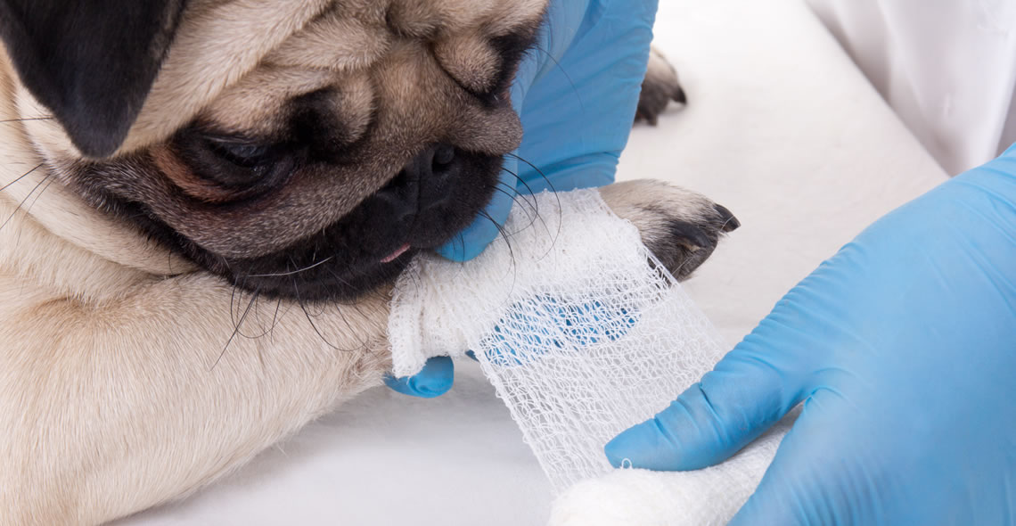 Pet First Aid Certificate