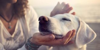 Canine Communication