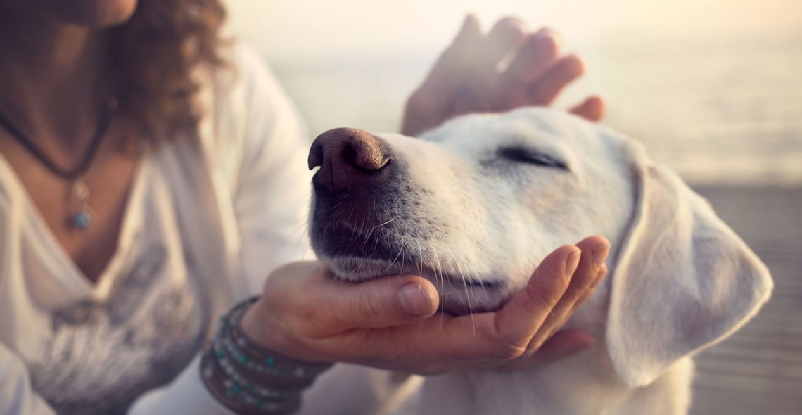Canine Communication