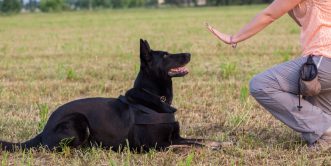 Dog Trainer