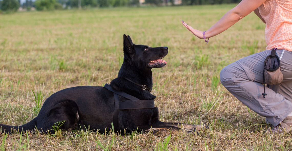 Dog Trainer