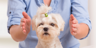 Animal Reiki