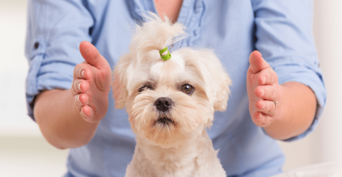 Animal Reiki