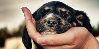 The Advanced Animal Care Certification
