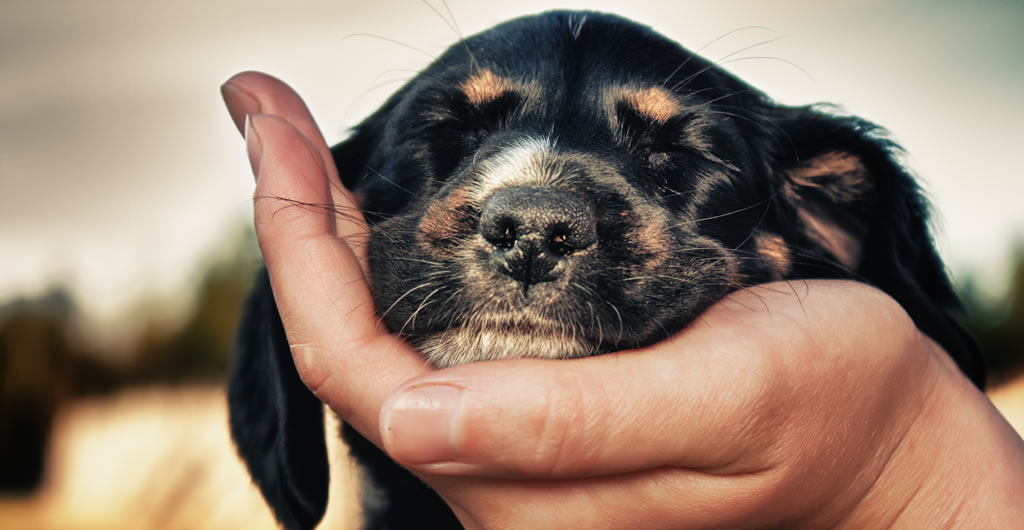 The Advanced Animal Care Certification