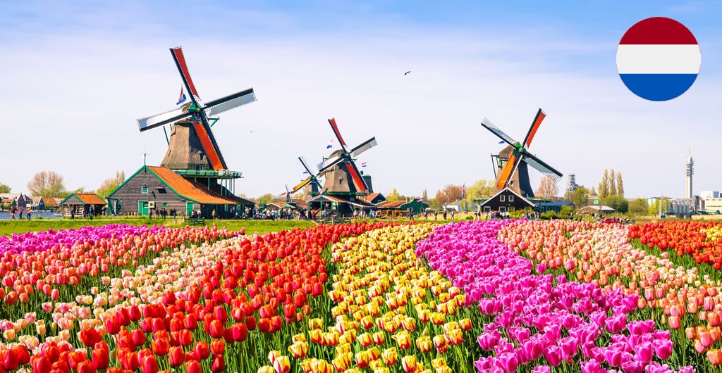 dutch